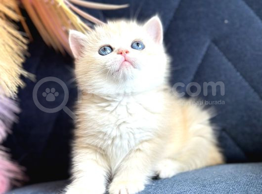Saf Kan British Shorthair Golden görsel
