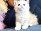 Saf Kan British Shorthair Golden