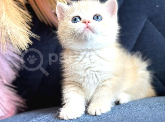 Saf Kan British Shorthair Golden görsel