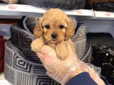 OYUNCAK SURAT MALTİPOO YAVRULARIMIZ