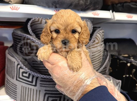 OYUNCAK SURAT MALTİPOO YAVRULARIMIZ