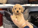 IRK GARANTİLİ MALTİPOO YAVRULARI