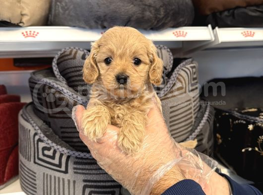 IRK GARANTİLİ MALTİPOO YAVRULARI