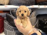 Irk Garanti̇li̇ Malti̇poo Yavrulari
