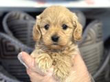 Irk Garanti̇li̇ Malti̇poo Yavrulari