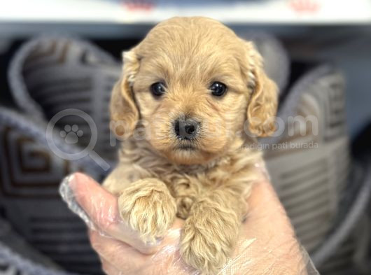 Irk Garanti̇li̇ Malti̇poo Yavrulari görsel