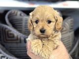 Irk Garanti̇li̇ Malti̇poo Yavrulari