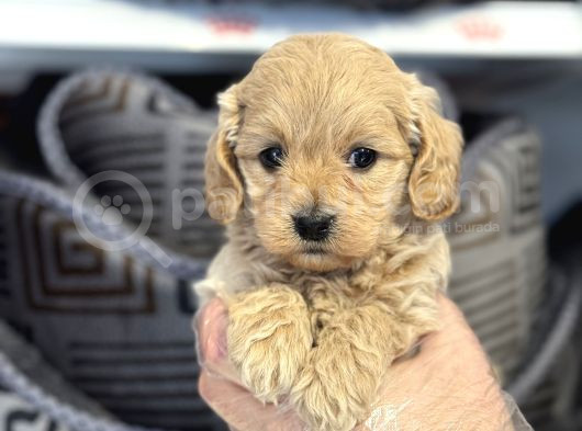 Irk Garanti̇li̇ Malti̇poo Yavrulari görsel