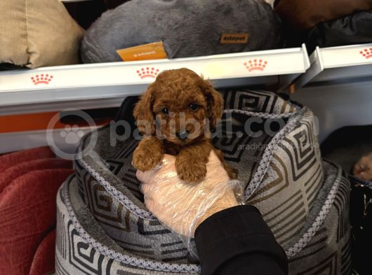 Red Browne Toy Poodle Yavrulari görsel