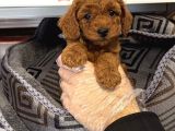 RED BROWNE TOY POODLE YAVRULARI