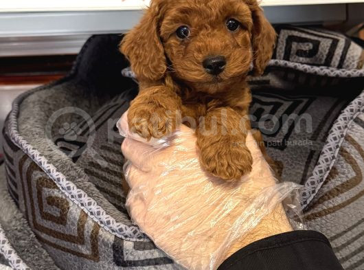 RED BROWNE TOY POODLE YAVRULARI