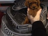 Red Browne Toy Poodle Yavrulari