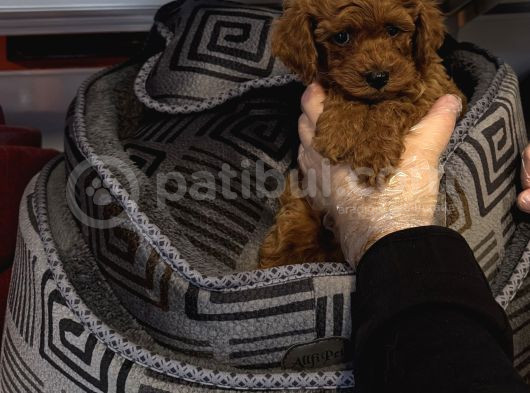 Red Browne Toy Poodle Yavrulari görsel