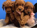 Red Browne Toy Poodle Yavrulari