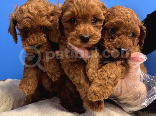Red Browne Toy Poodle Yavrulari görsel