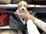 Irk garantili maltipoo yavruları