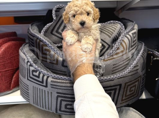Oyuncak Surat Toy Poodle Bebekleri̇mi̇z görsel