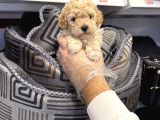 Oyuncak Surat Toy Poodle Bebekleri̇mi̇z