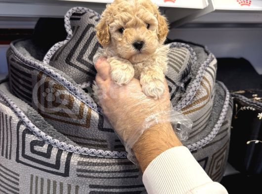 Oyuncak Surat Toy Poodle Bebekleri̇mi̇z görsel