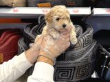 Oyuncak Surat Toy Poodle Bebekleri̇mi̇z