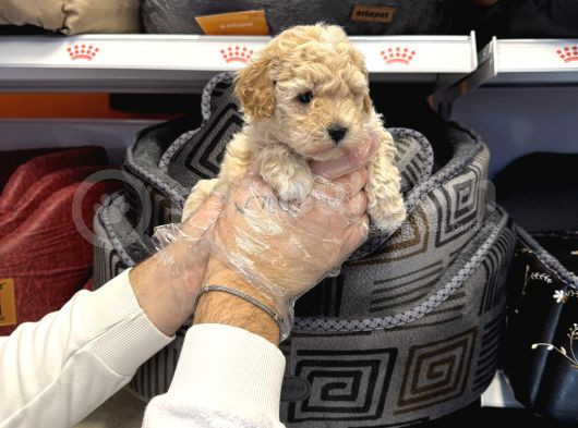 Oyuncak Surat Toy Poodle Bebekleri̇mi̇z görsel