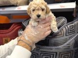 OYUNCAK SURAT TOY POODLE BEBEKLERİMİZ