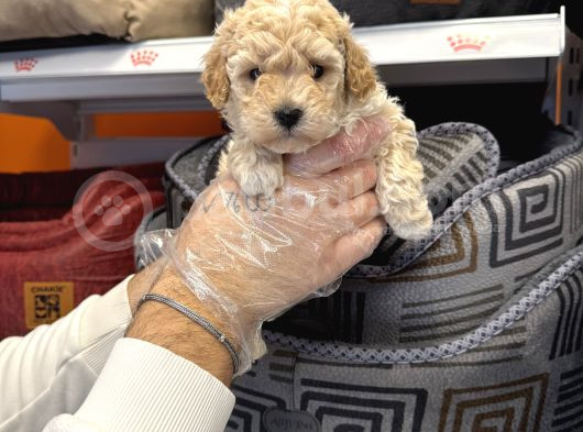 Oyuncak Surat Toy Poodle Bebekleri̇mi̇z