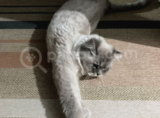 Genç Adama Yuva Arıyoruz Ücretsiz Sahiplendireceğiz görsel
