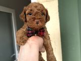 Toy Poodle Yavrularımız Yeni Yuvalarını Arıyor