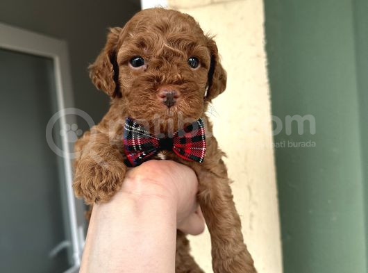 Toy Poodle Yavrularımız Yeni Yuvalarını Arıyor görsel