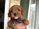 Toy Poodle Yavrularımız Yeni Yuvalarını Arıyor