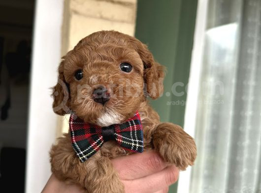 Toy Poodle Yavrularımız Yeni Yuvalarını Arıyor görsel