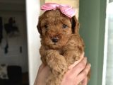 Toy Poodle Yavrularımız Yeni Yuvalarını Arıyor