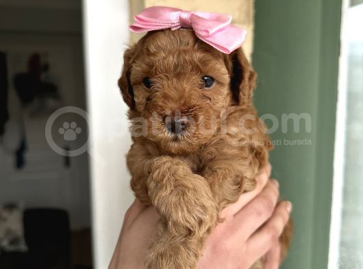 Toy Poodle Yavrularımız Yeni Yuvalarını Arıyor görsel