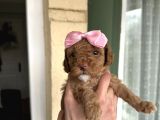 Toy Poodle Yavrularımız Yeni Yuvalarını Arıyor