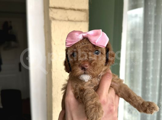 Toy Poodle Yavrularımız Yeni Yuvalarını Arıyor görsel