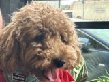 Toy Poodle