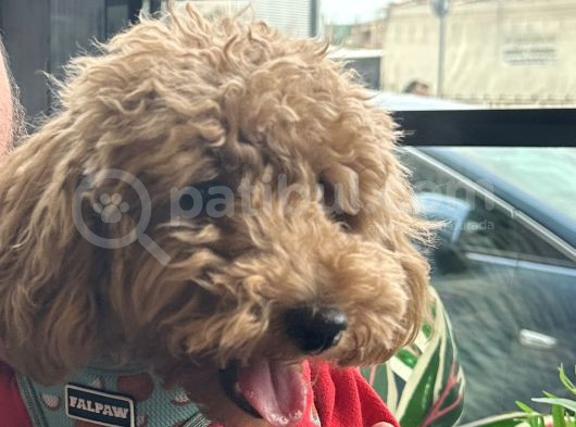 Toy Poodle görsel