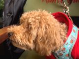 Toy poodle