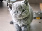 Ayı surat top kafalı Safkan British shorthair yavruları