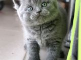 Ayı Surat Top Kafalı Safkan British Shorthair Yavruları