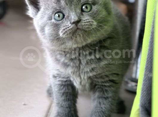 Ayı Surat Top Kafalı Safkan British Shorthair Yavruları görsel