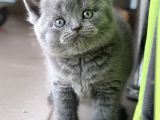 Ayı Surat Top Kafalı Safkan British Shorthair Yavruları