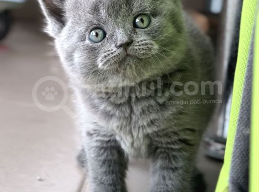 Ayı Surat Top Kafalı Safkan British Shorthair Yavruları görsel