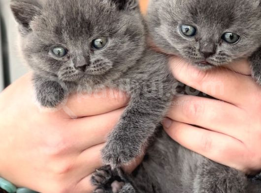 Ayı Surat Top Kafalı Safkan British Shorthair Yavruları görsel