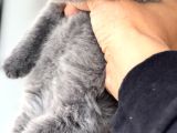 Ayı Surat Top Kafalı Safkan British Shorthair Yavruları