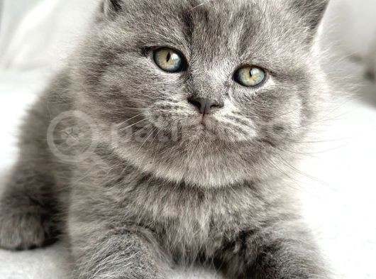 Pofi̇di̇k Surat Gri̇ Bri̇ti̇sh Shorthai̇r