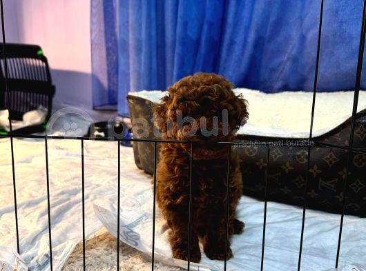 Yavru Safkan Kore Toy Poodle - Çok Uygun