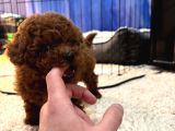 Yavru Safkan Kore Toy Poodle - Çok Uygun
