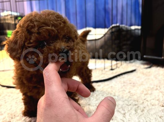Yavru Safkan Kore Toy Poodle - Çok Uygun görsel